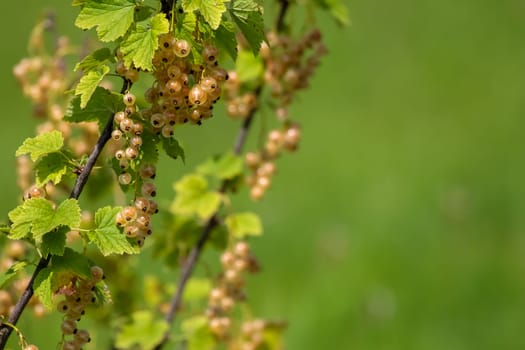 White currants on bush branch. White currants on bush. White currants in garden. Summer berries in Latvia.
