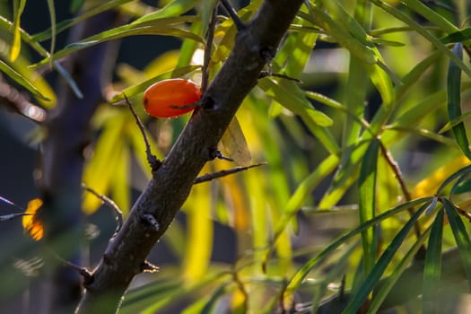 Buckthorn berry bush, tree branch. One buckthorn on tree, bush. Buckthorns in garden. Summer berrys in Latvia.