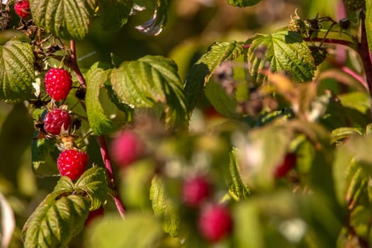 Raspberries on bush branch. Autumn raspberries currants on bush. Red raspberries in garden. Autumn berries in Latvia.