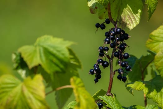 Blackcurrant on bush branch. Blackcurrant on bush. Blackcurrant in garden. Summer berries in Latvia. Green background with black currants.