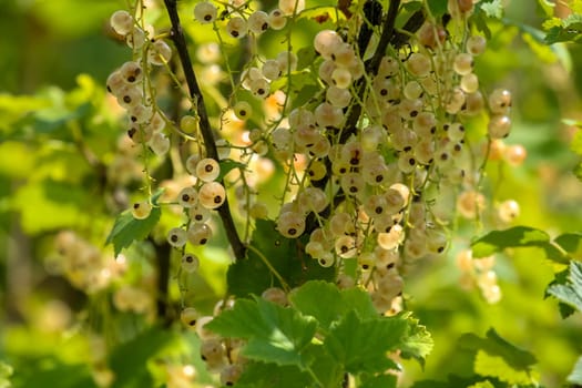 White currants on bush branch. White currants on bush. White currants in garden. Summer berries in Latvia.