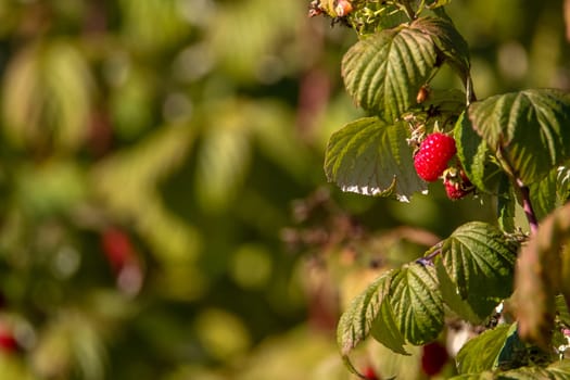 Raspberries on bush branch. Autumn raspberries currants on bush. Red raspberries in garden. Autumn berries in Latvia.