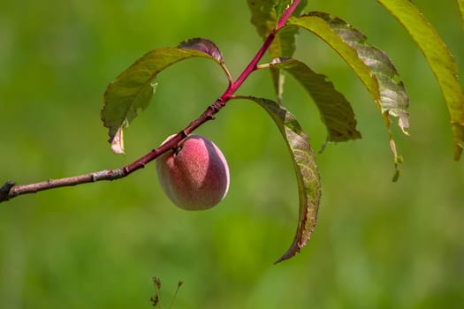 Peach on tree branch. Unripe peach on tree. Peach in garden. Summer fruit in Latvia. Tasty peach in tree on green background.