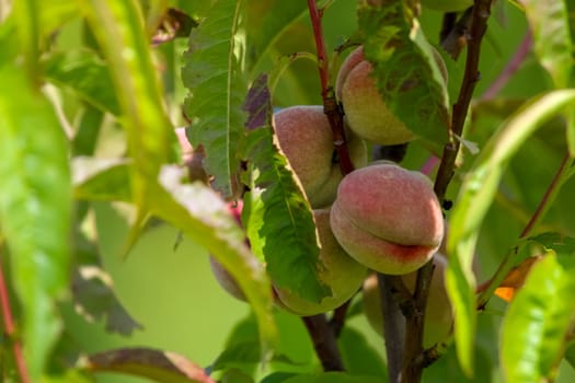 Peaches on tree branch. Unripe peaches on tree. Peaches in garden. Summer fruits in Latvia. Tasty peach on tree in sunny summer orchard.