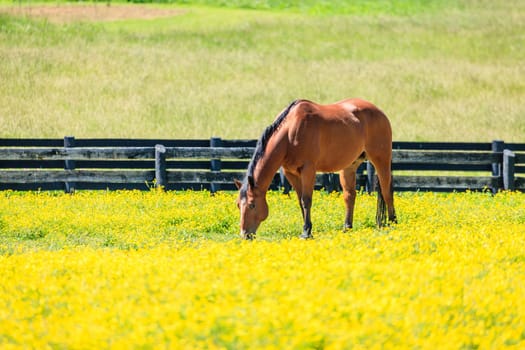 Beautiful chestnut mare on a farm in Central Kentucky