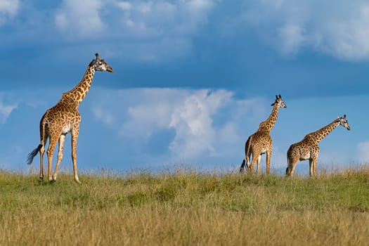 Giraffes (Giraffa camelopardalis),3 animals in the savannah,Masai Mara,Kenya