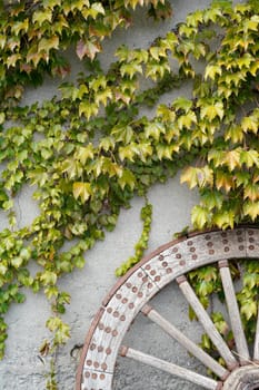 Antique wooden carriage wheel against wall with vine leaves