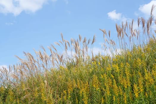 Pampas grass with giant goldenrod feild against the blue sky