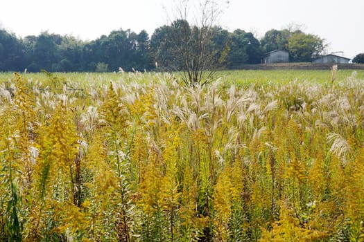 Giant goldenrod with pampas grass feild against the blue sky