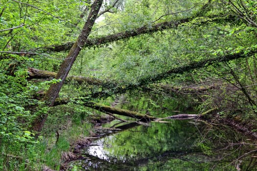Fallen trees in the Rappennestgießen nature reserve near Burkheim