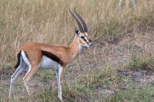 Western Thomson's Gazelle (Eudorcas nasalis),Masai Mara,Narok County,Kenya,East Africa