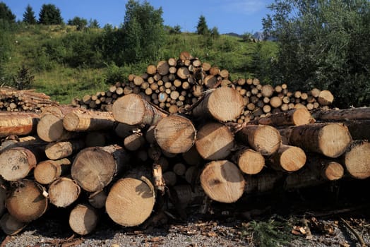 Tree trunks in the Tyrolean Alps