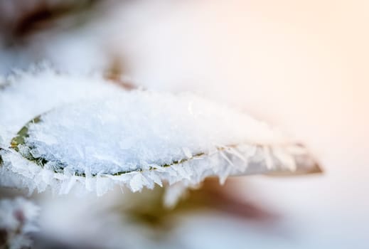 Closeup image of ice crystals covering leaves after ice storm