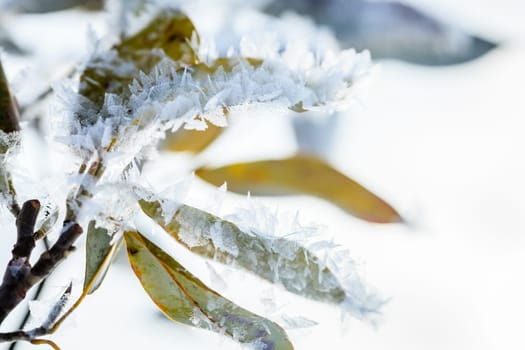 Closeup image of ice crystals covering leaves after ice storm