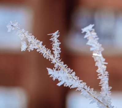 Closeup image of ice crystals covering thin branch after ice storm