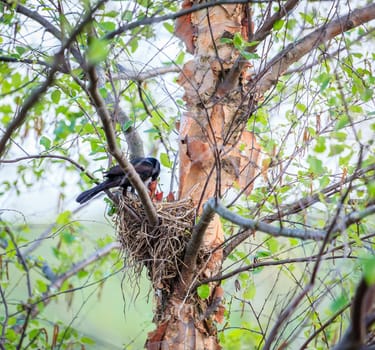 A bird feeding its hatchlings in the nest