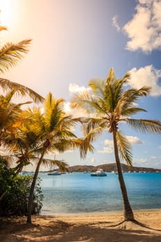 Beautiful beach with palm trees in British Virgin Islands