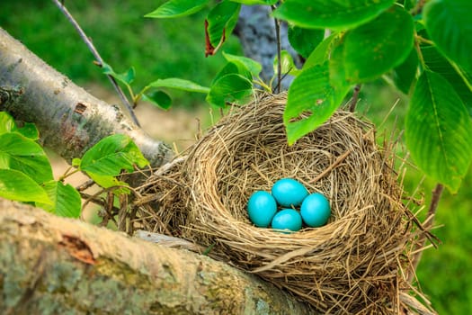 Blue robins eggs in a nest on a tree in Central Kentucky