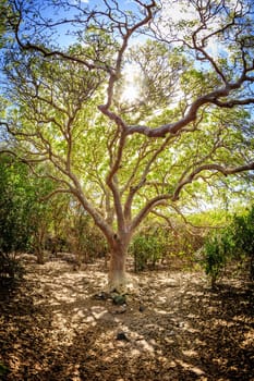 Sun shining through the branches of a tree on a small island in BVI