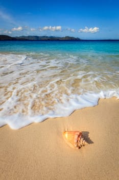 Conch on a beautiful beach on a small island in BVI