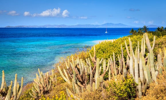 Seaside view from a small island in BVI with cacti in the foreground