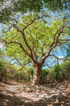 Beautiful old tree on a small island in BVI