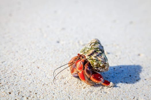 Hermit crab crawling on a beach in British Virgin Islands