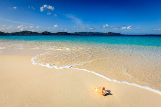 Conch on a beautiful beach on a small island in BVI