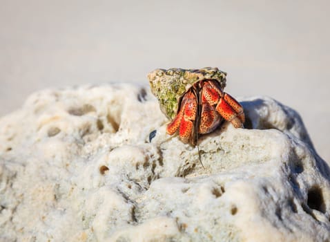 Hermit crab emerges from his shell on a beach in British Virgin Islands