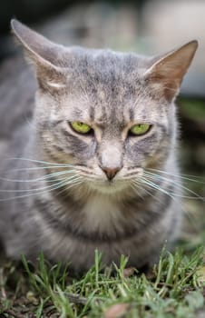 Portrait of a cute furry cat sitting on the grass in the home garden