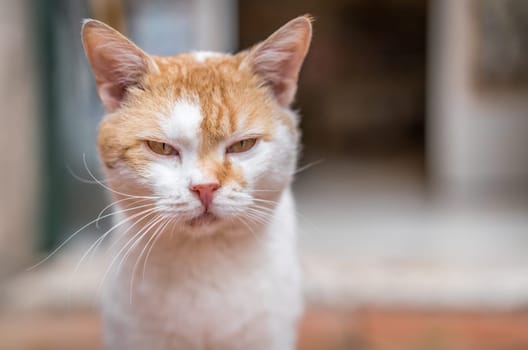 Portrait of a small cute brown and white cat