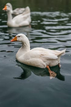 White ducks swimming in a pond or lake with water background
