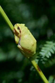 Tree frog between fern - macro shot - high size