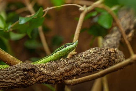 Longnose bush viper