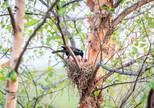 A bird feeding its hatchlings in the nest
