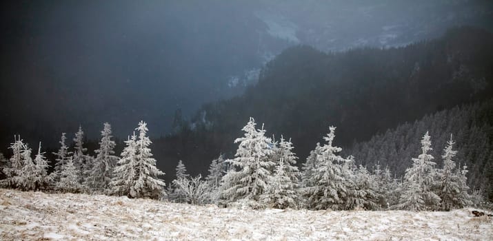 Christmas and New Year background with winter trees in mountains covered with fresh snow - Magic holiday background
