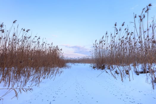lake in winter. Location: Comana Natural Park, Romania.