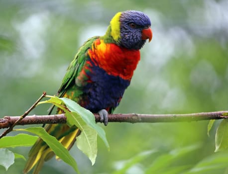 All-coloured lori or wedge-tailed lorikeet Trichoglossus haematodus