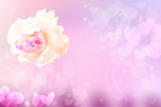 Flower abstract festive pastel background. A white rose blossom in soft focus with pink hearts lovely bokeh for wedding card or Valentine‘s day. Romantic textured backdrop with space for your design. Card concept.