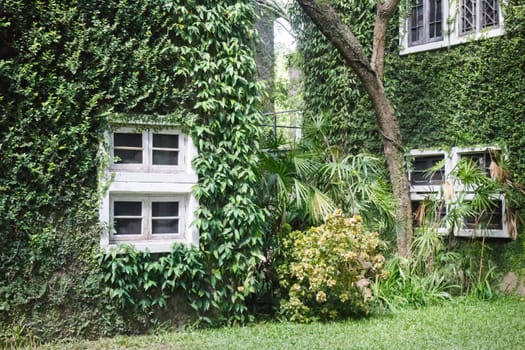 Ivy around brick house in local resort, stock photo