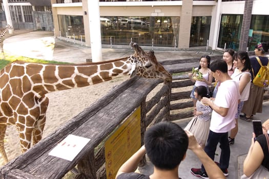 Chiang Mai, Thailand - November 24, 2018:  CHIANG MAI NIGHT SAFARI: zoo with many wildlife animals in natural habitat, One of the main attractions of northern Thailand