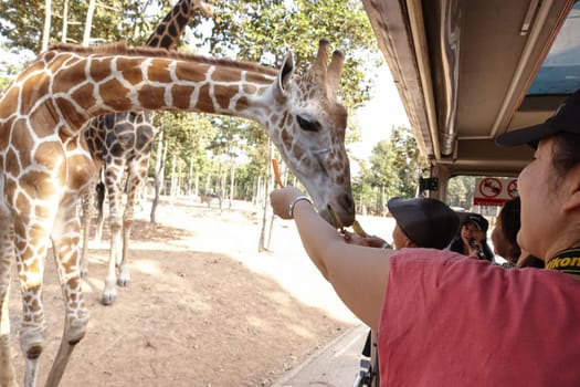 Chiang Mai, Thailand - November 24, 2018:  CHIANG MAI NIGHT SAFARI: zoo with many wildlife animals in natural habitat, One of the main attractions of northern Thailand