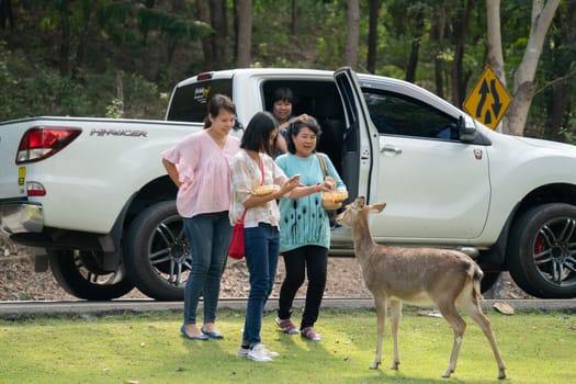 Chiang Mai, Thailand - November 24, 2018:  CHIANG MAI NIGHT SAFARI: zoo with many wildlife animals in natural habitat, One of the main attractions of northern Thailand