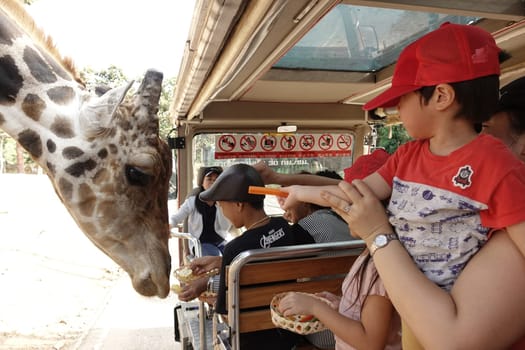 Chiang Mai, Thailand - November 24, 2018:  CHIANG MAI NIGHT SAFARI: zoo with many wildlife animals in natural habitat, One of the main attractions of northern Thailand