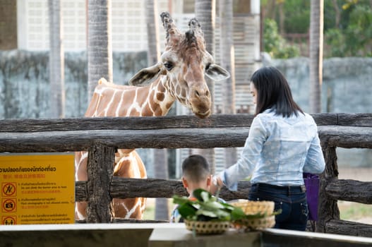 Chiang Mai, Thailand - November 24, 2018:  CHIANG MAI NIGHT SAFARI: zoo with many wildlife animals in natural habitat, One of the main attractions of northern Thailand