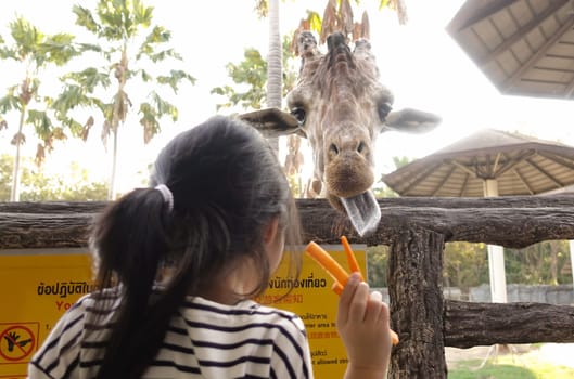 Chiang Mai, Thailand - November 24, 2018:  CHIANG MAI NIGHT SAFARI: zoo with many wildlife animals in natural habitat, One of the main attractions of northern Thailand