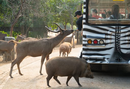 Chiang Mai, Thailand - November 24, 2018:  CHIANG MAI NIGHT SAFARI: zoo with many wildlife animals in natural habitat, One of the main attractions of northern Thailand
