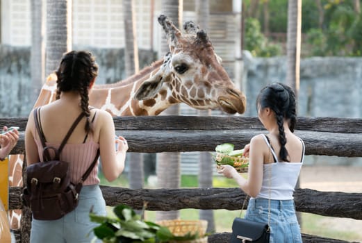 Chiang Mai, Thailand - November 24, 2018:  CHIANG MAI NIGHT SAFARI: zoo with many wildlife animals in natural habitat, One of the main attractions of northern Thailand