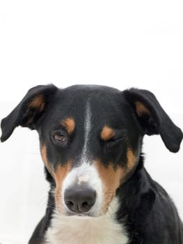 dog isolated on white