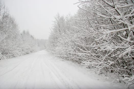 Beautiful landscape of the forest on a cold winter day with trees covered with snow. Snowfall in the forest in Latvia. Country road covered with snow. Winter in forest. ..